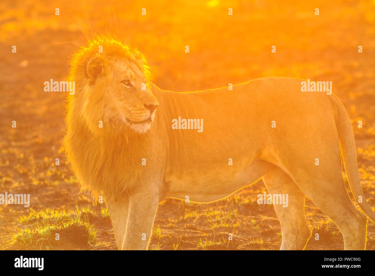 Vista laterale del leone maschio in piedi nel Parco Nazionale di Kruger, Sud Africa con spettacolari luce di sunrise. Il leone è parte delle Big Five. Foto Stock