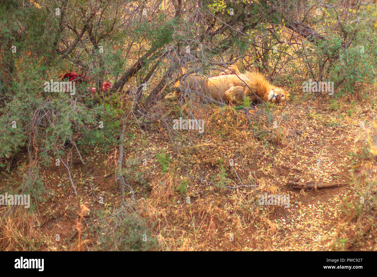 Lion giacenti nei rami di bush nel Parco Nazionale di Kruger, Sud Africa. Panthera Leo in natura habitat. Il leone è parte delle Big Five. La stagione secca e stagione invernale. Foto Stock