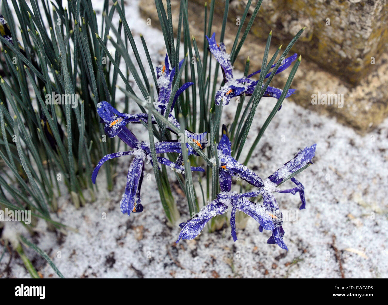 Il tardo inverno Neve e Nano iridi, Iris reticulata, varietà " George' in fiore. Foto Stock