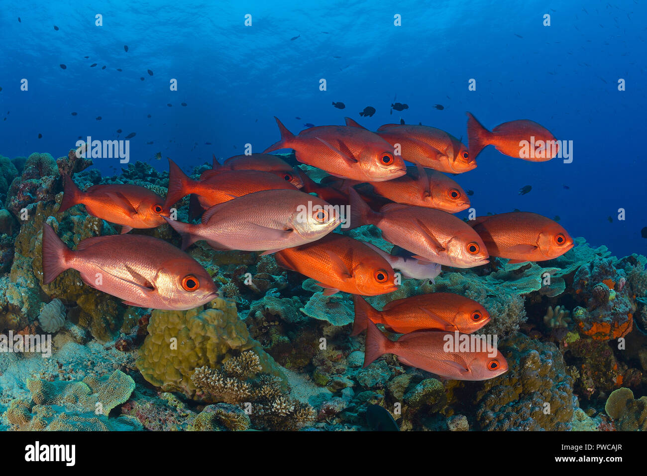 Rote Pinjalo Schnapper (Pinjalo lewisi), Papua Neu Guinea | esili Pinjalos (Pinjalo lewisi), scolarizzazione, Papua Nuova Guinea Foto Stock