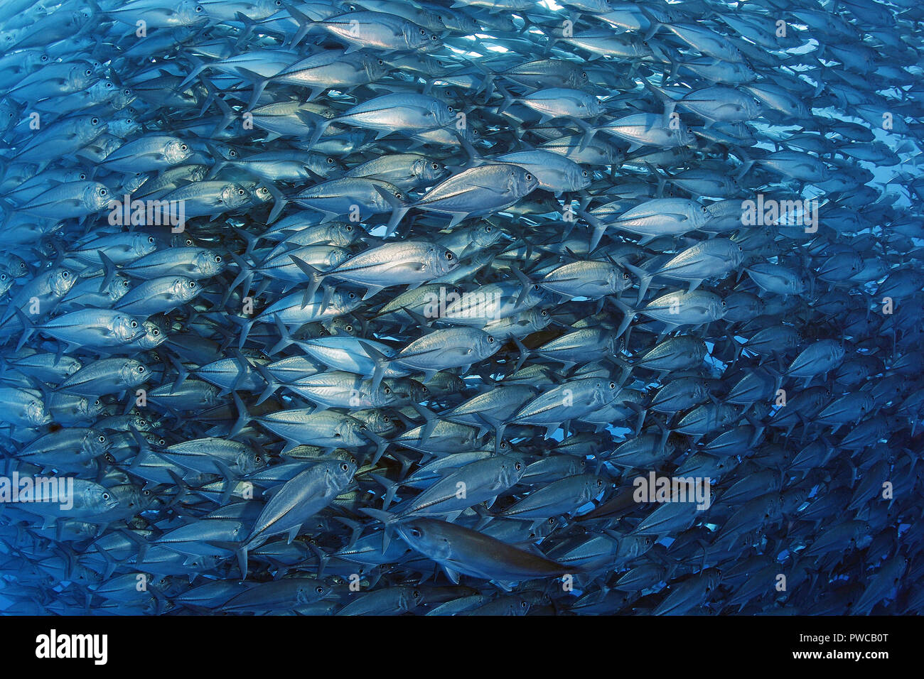 Ein Schwarm Stachelmakrelen (Caranx sexfasciatus), Malediven | Jack obeso (Caranx sexfasciatus), ampia scolarizzazione, Maldive Foto Stock