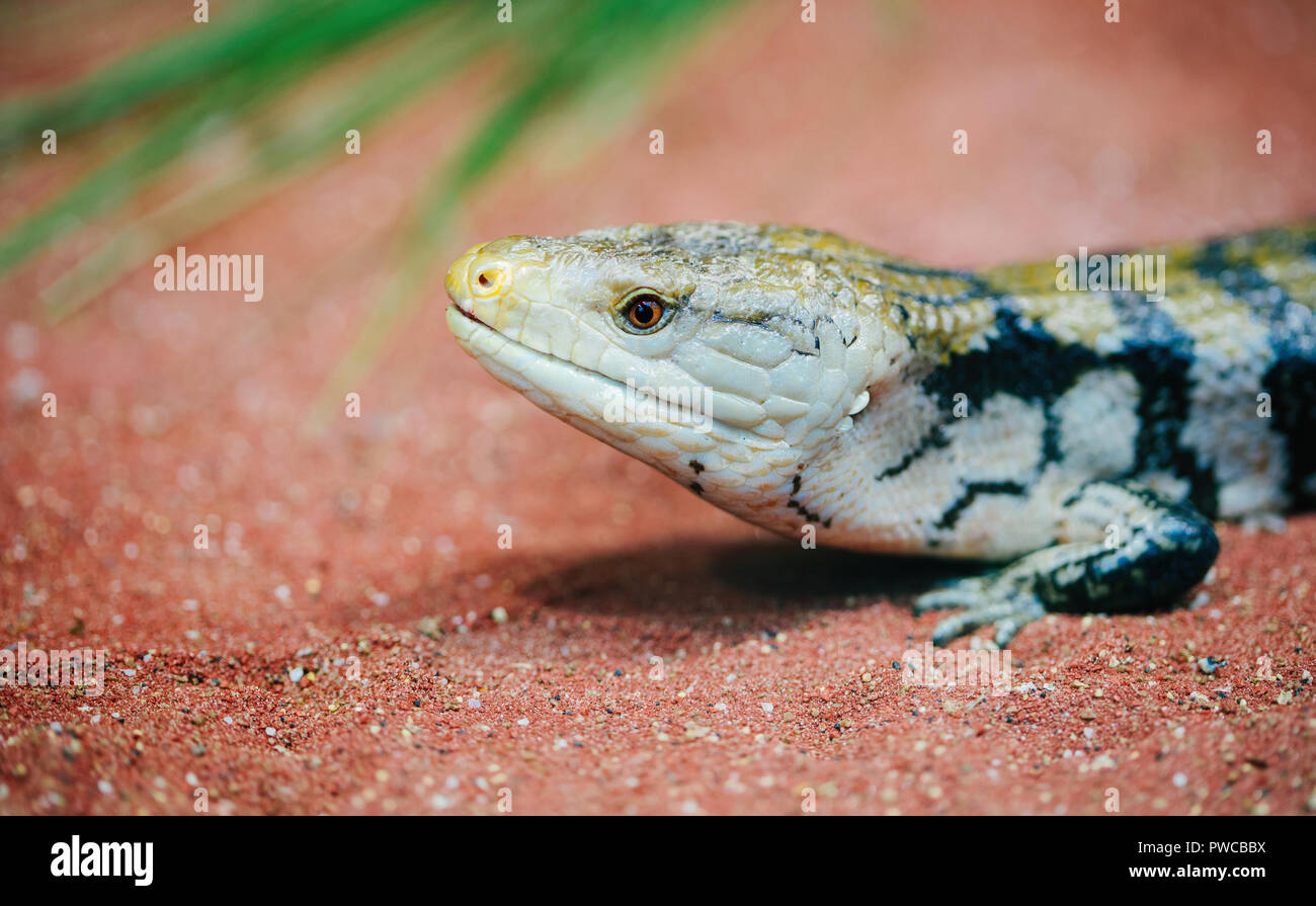 Piccola lucertola close up, lizard fotografia macro Foto Stock