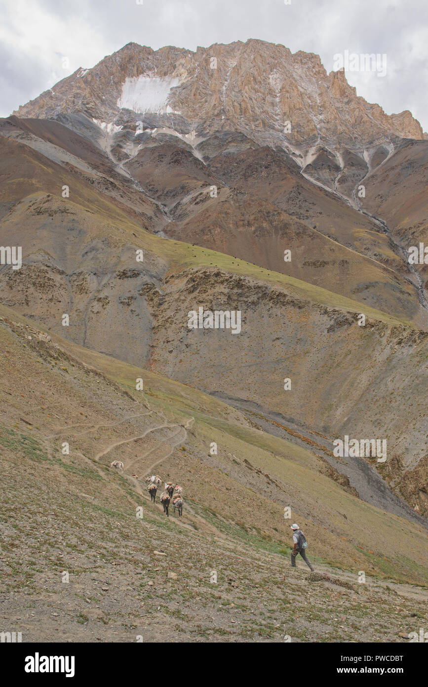 Pack cavalli il discendente Dundunchen La Pass, Ladakh, India Foto Stock