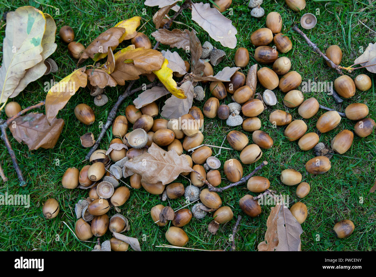 Ghiande di quercia o dadi, i dadi degli alberi di quercia staccatosi dalla struttura ad albero in autunno e casualmente distribuiti sull'erba al di sotto di Foto Stock