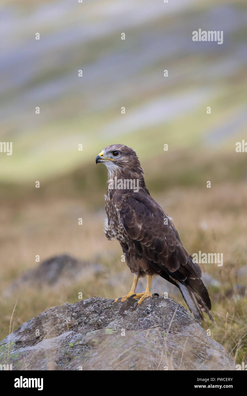 Comune Poiana Buteo buteo adottando un montante alert posizione su una roccia su upland moorland in U.K. presi in condizioni controllate Foto Stock