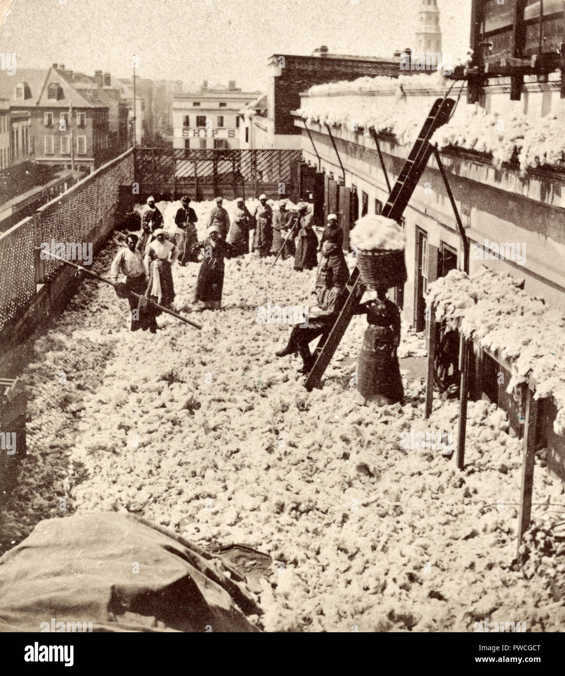 Magazzino di cotone, l'asciugatura cotone, Charleston S.C. - Americani africani, soprattutto donne, con due uomini bianchi sul tetto del magazzino di cotone, circondato da asciugatura cotone. 1879 Foto Stock