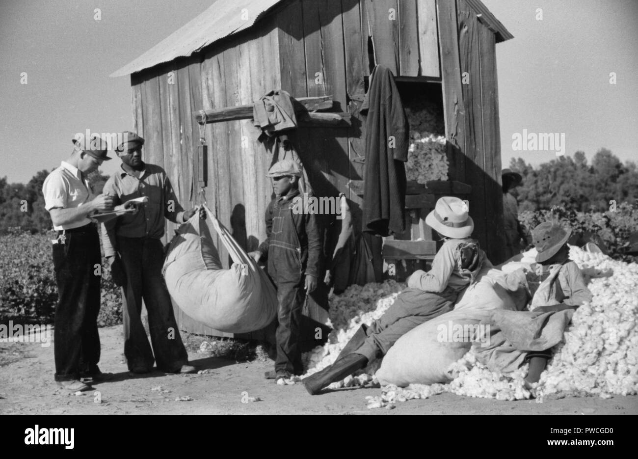 Giorno operai trasportare sacchi di cotone dal campo al Cotton House per essere pesato, Marcella Plantation, Mississippi Delta, Mississippi, circa 1939 Foto Stock