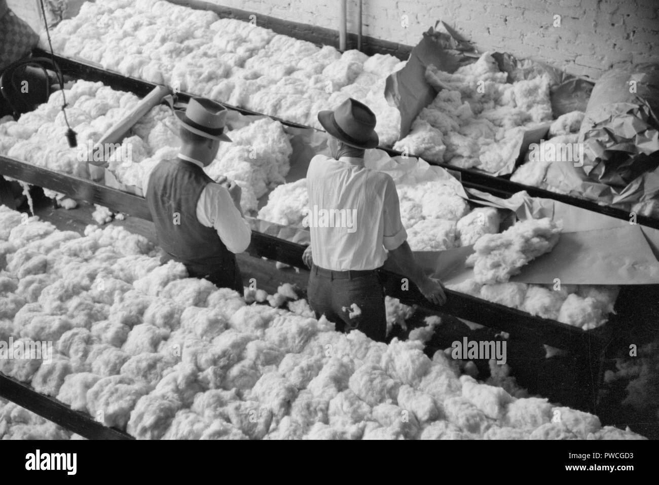 Il campionamento e la qualificazione di cotone in classifica le camere del fattore di cotone di ufficio, Memphis, Tennessee. 1939 Foto Stock