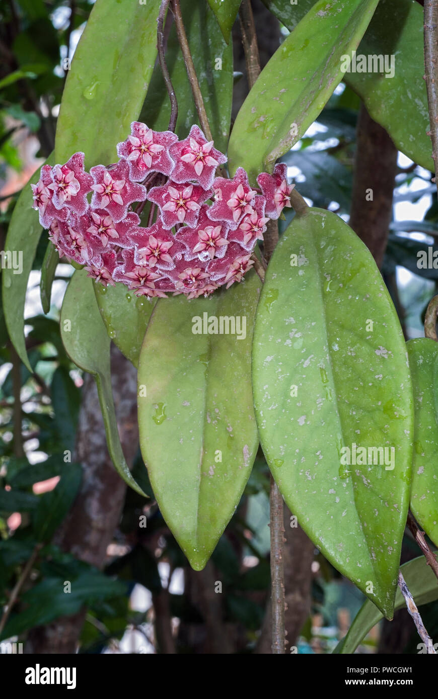 Hoya pubicalyx giardino giungla, Asclepiadaceae, foglie e infiorescenza, vite, piante ornamentali Foto Stock