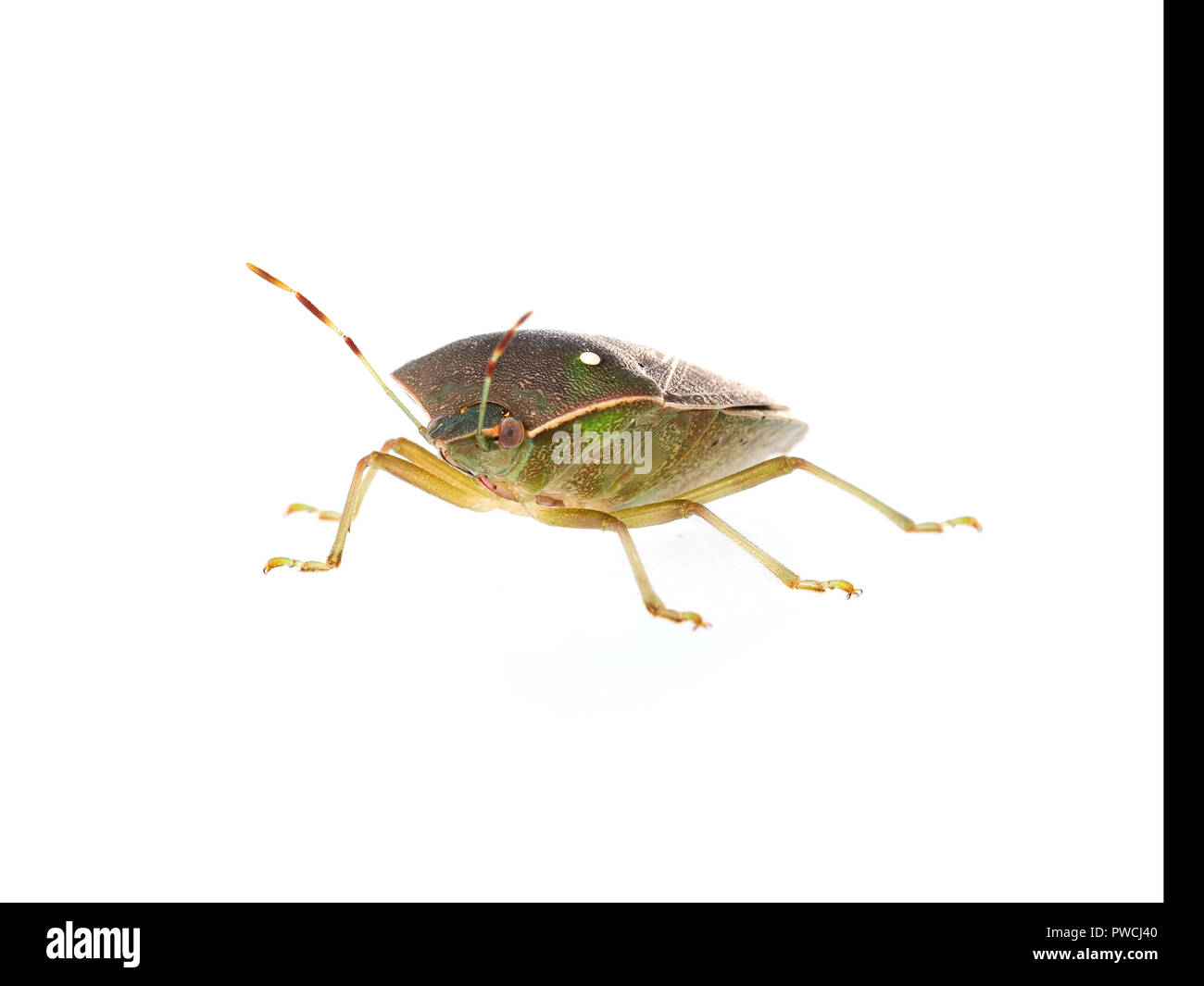 Il fetore aka bug di protezione, Nezara viridula, adulti in inverno i colori. Di fronte alla fotocamera, isolato su bianco. Macro. Foto Stock