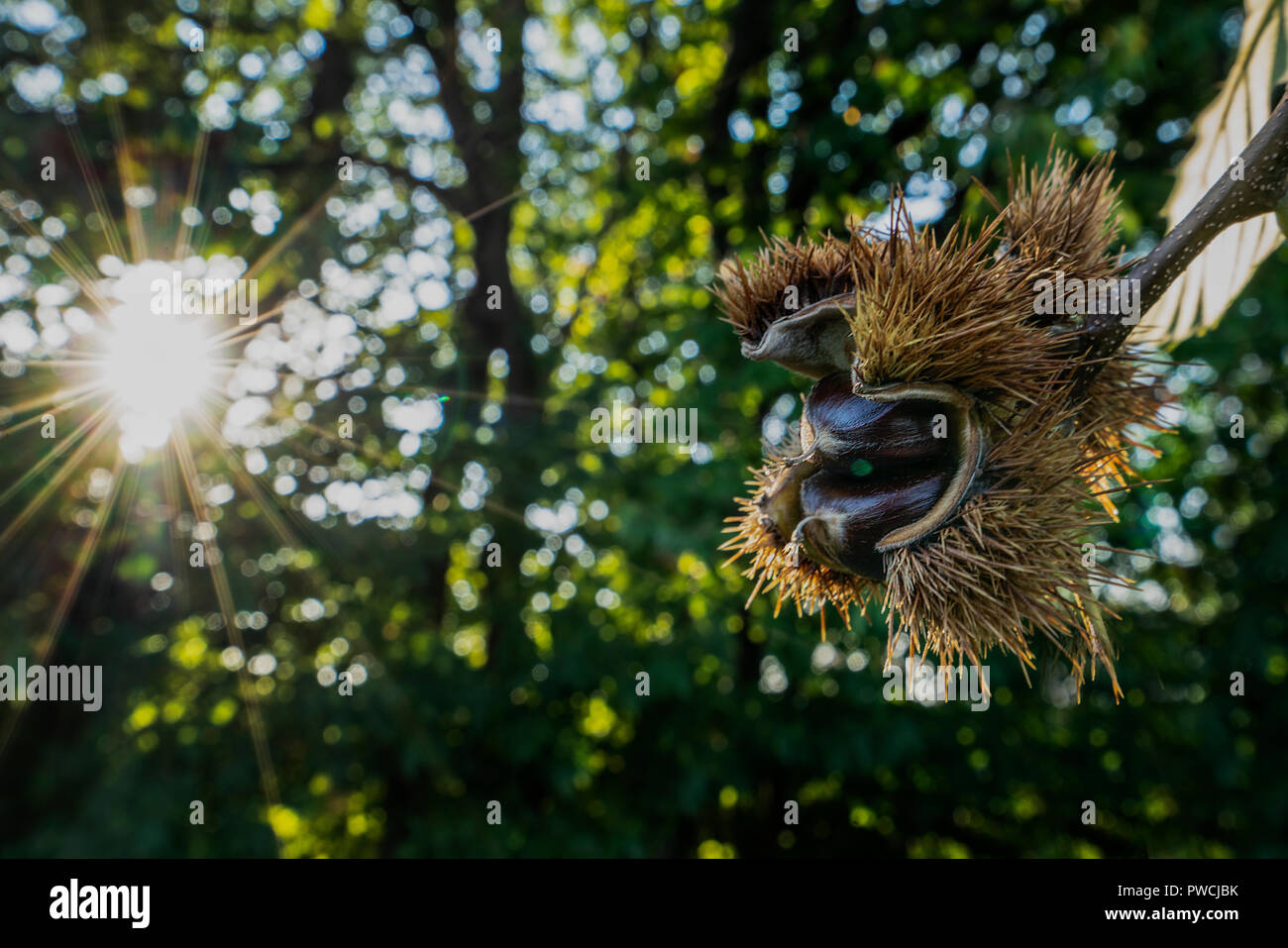 Le castagne nel bosco in autunno Foto Stock