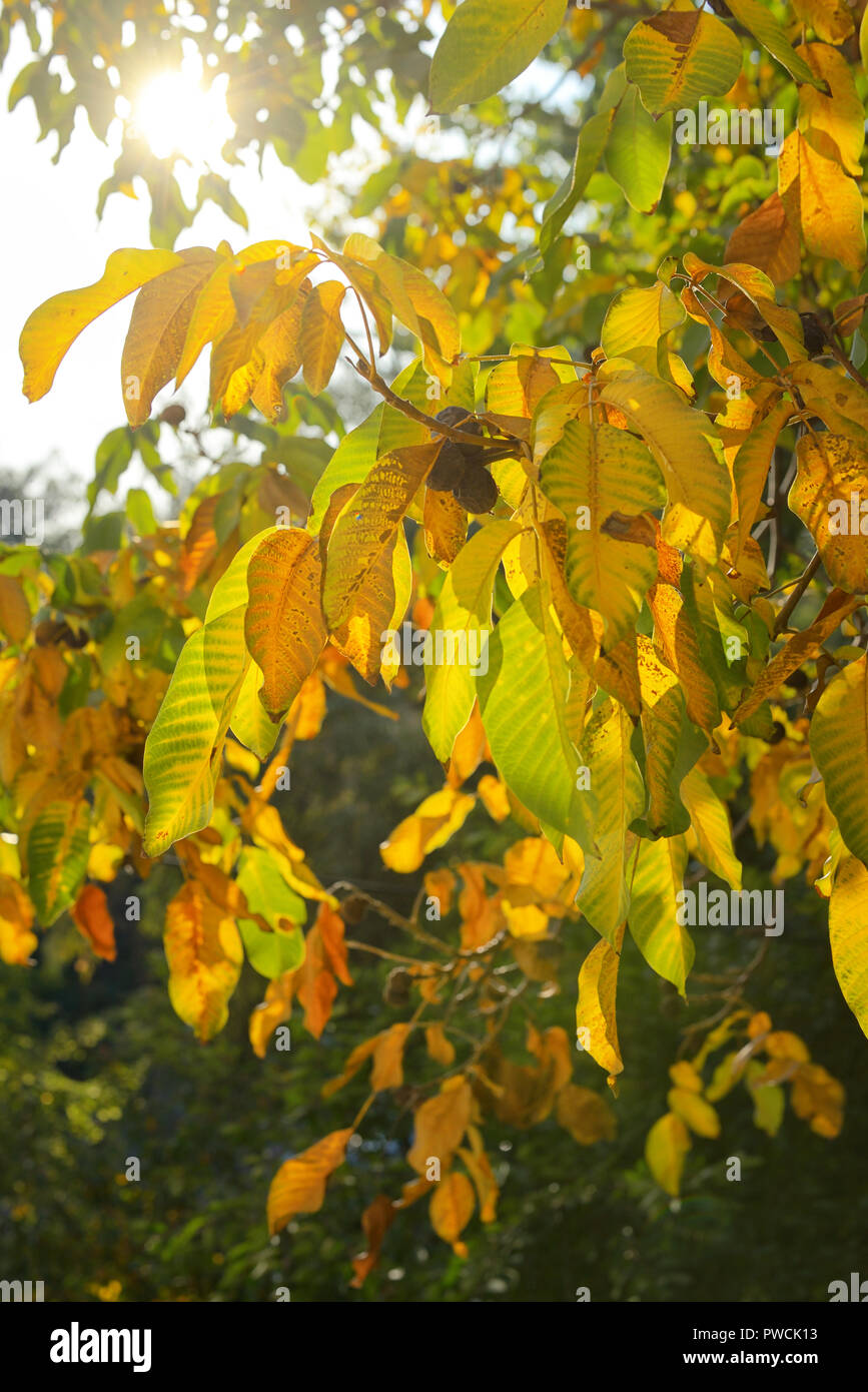 Giallo autunno del ramo di foglie di noce Foto Stock