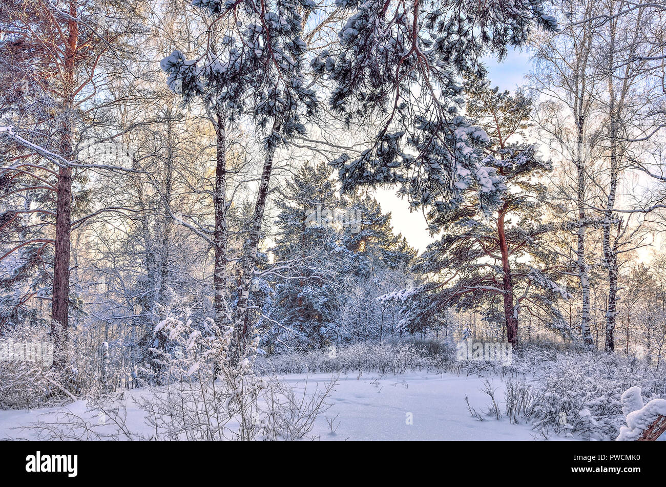 La bellezza della natura invernale - la favola dei boschi innevati, tinta di rosa di inverno mattina su bianco tronchi di betulle, snowy pini,abeti e boccole - il pupazzo di neve Foto Stock
