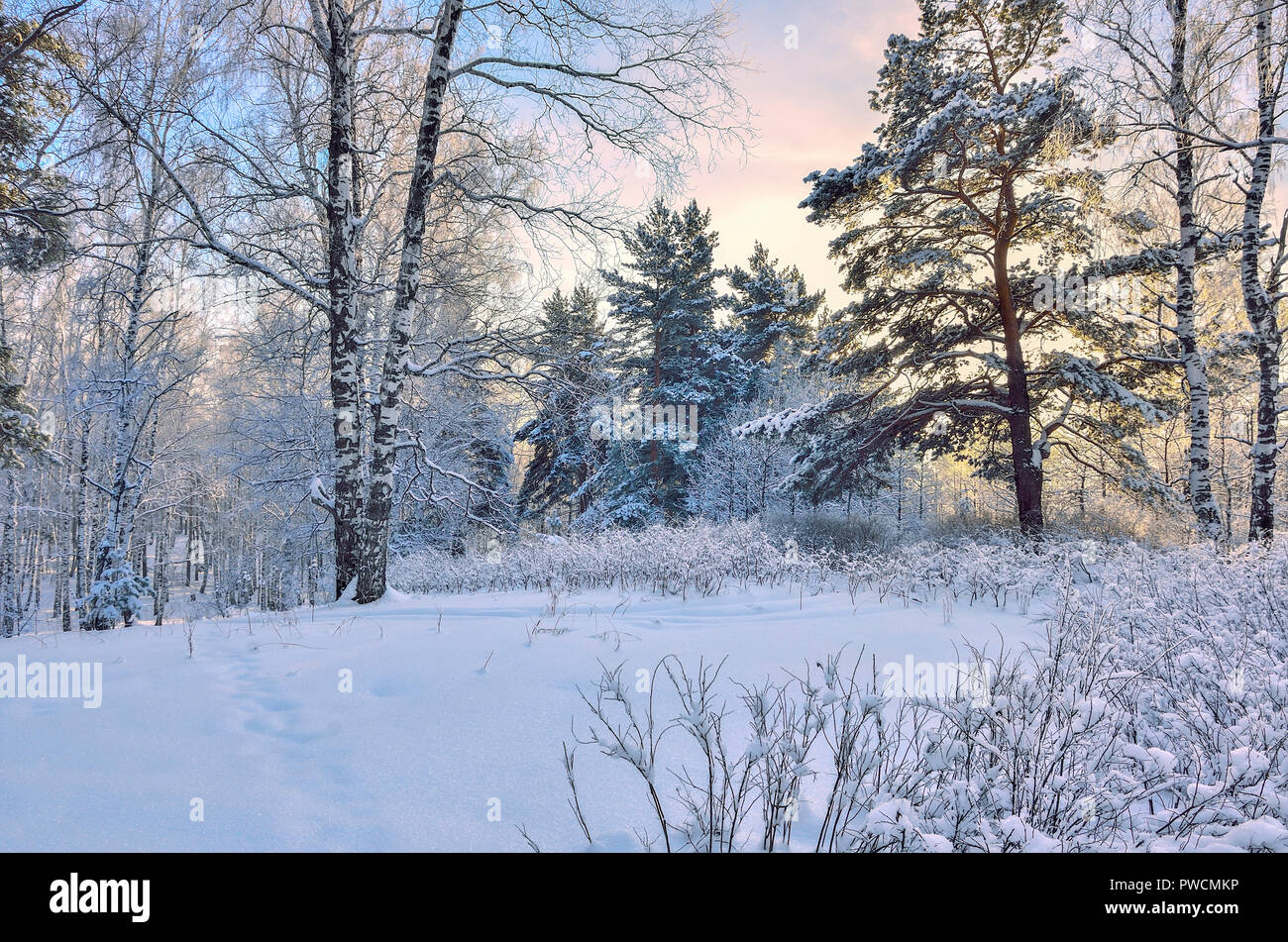 Sunrise in inverno il legno. Dolce sole rosa tra white tronchi di betulle, snowy pini e cespugli - fiaba della Foresta di inverno Foto Stock