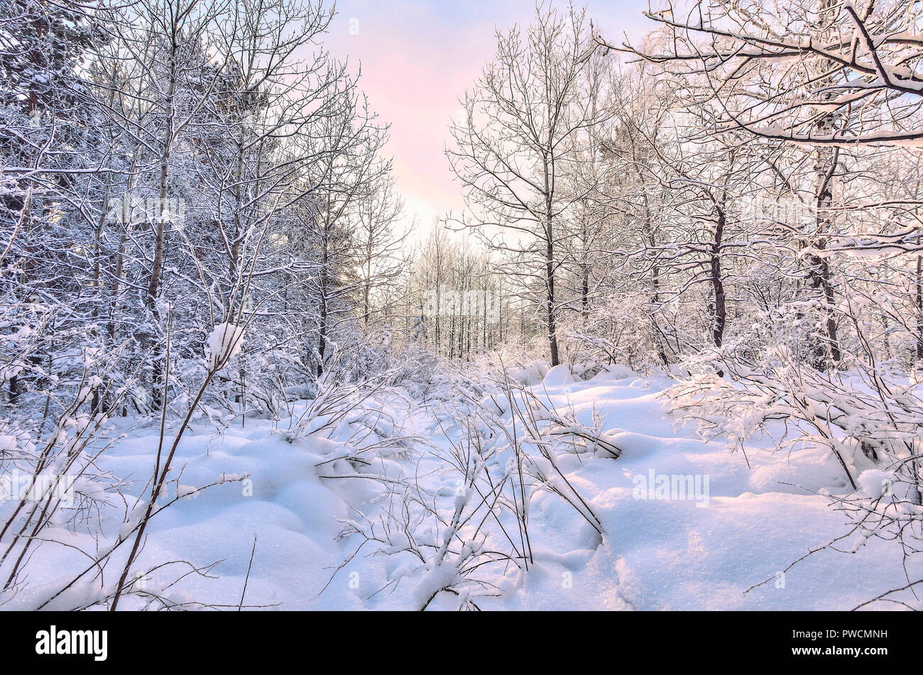 La bellezza della natura invernale - la favola dei boschi innevati, tinta di rosa di inverno mattina su bianco tronchi di betulle, snowy pini,abeti e boccole - il pupazzo di neve Foto Stock