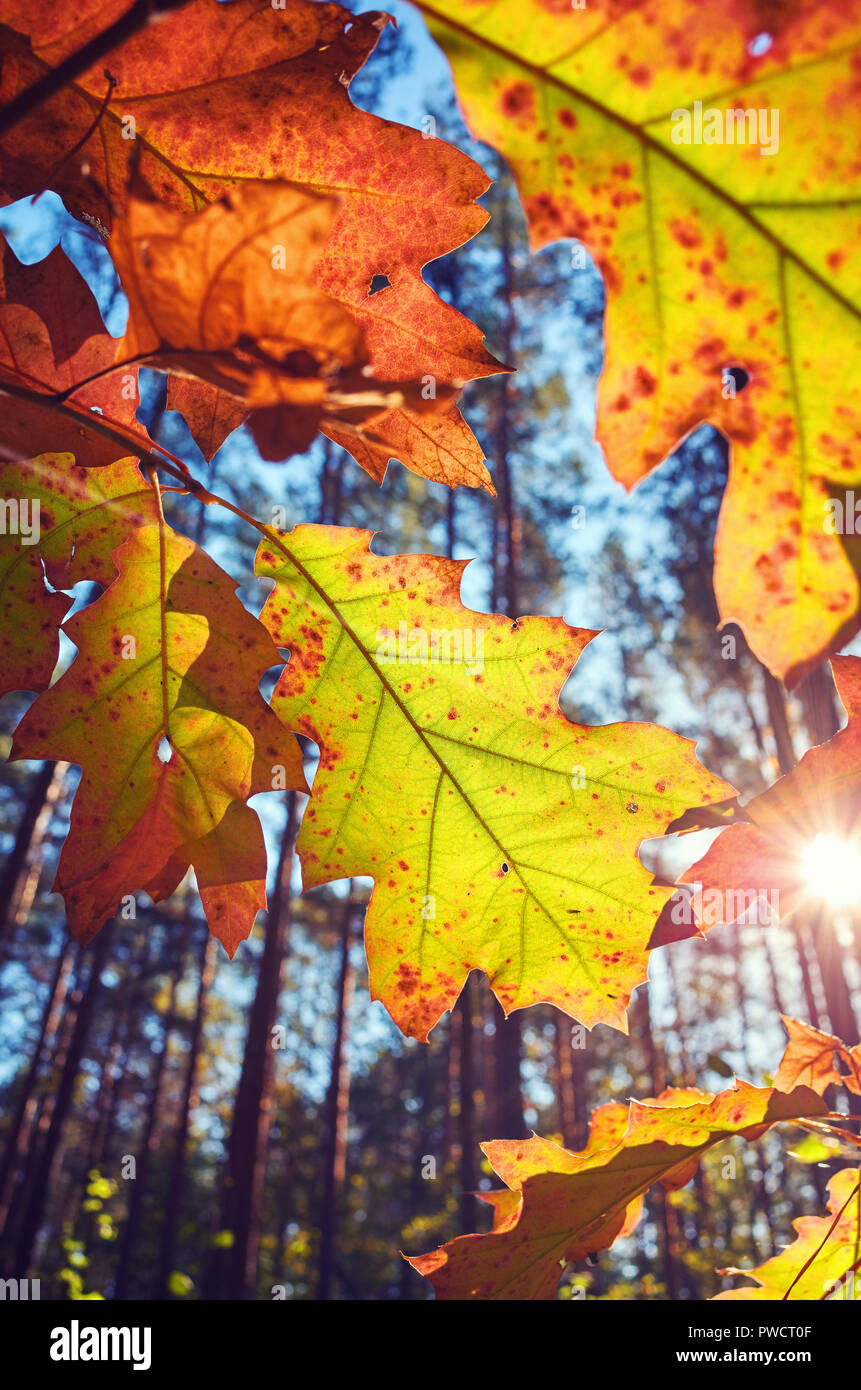 Foglie di autunno contro il sole, tonificazione del colore applicato, il fuoco selettivo. Foto Stock