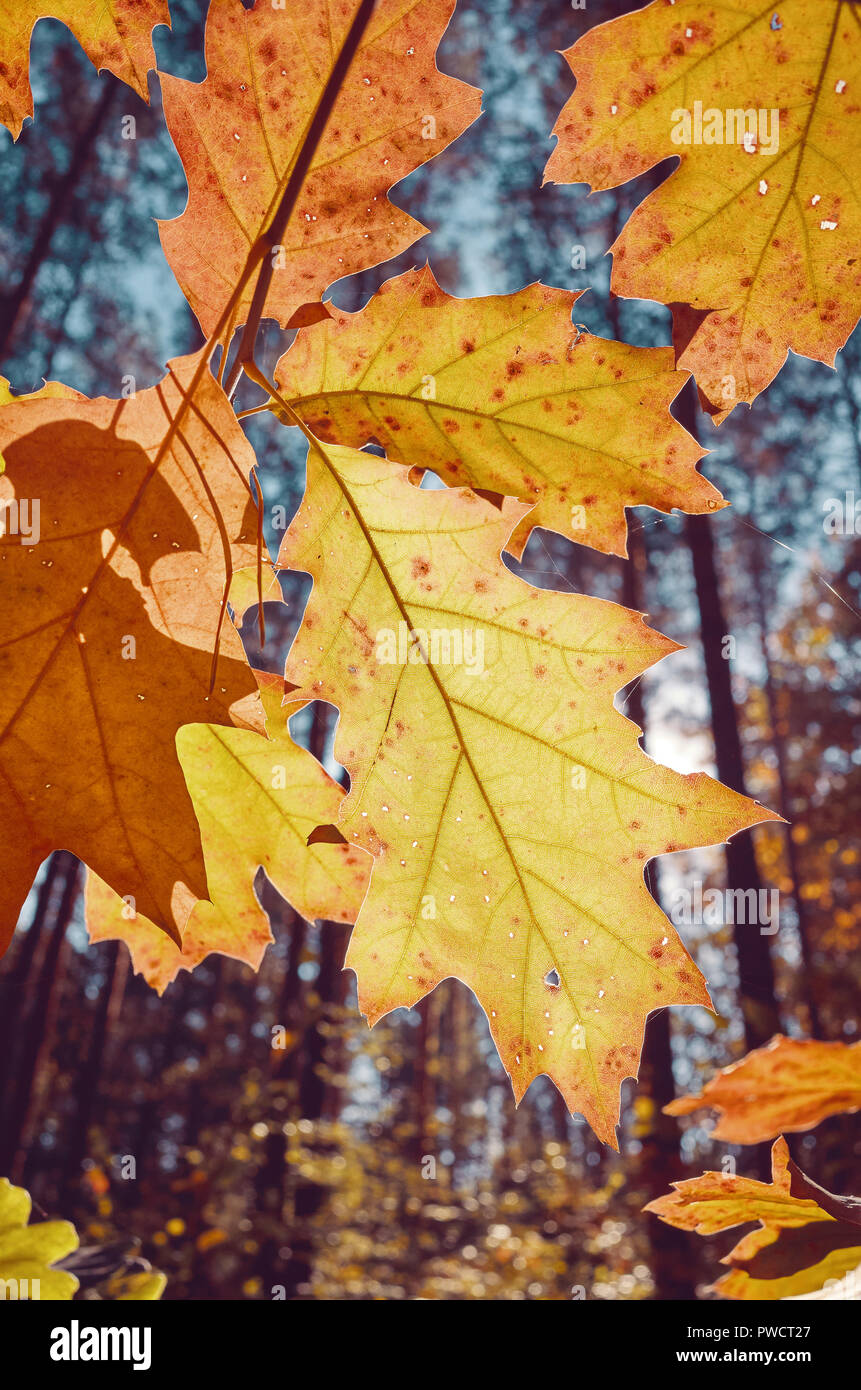 Foglie di autunno contro il sole, tonificazione del colore applicato, il fuoco selettivo. Foto Stock