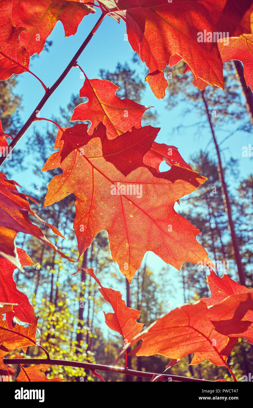 Autunno foglie rosse contro il sole, tonificazione del colore applicato, il fuoco selettivo. Foto Stock