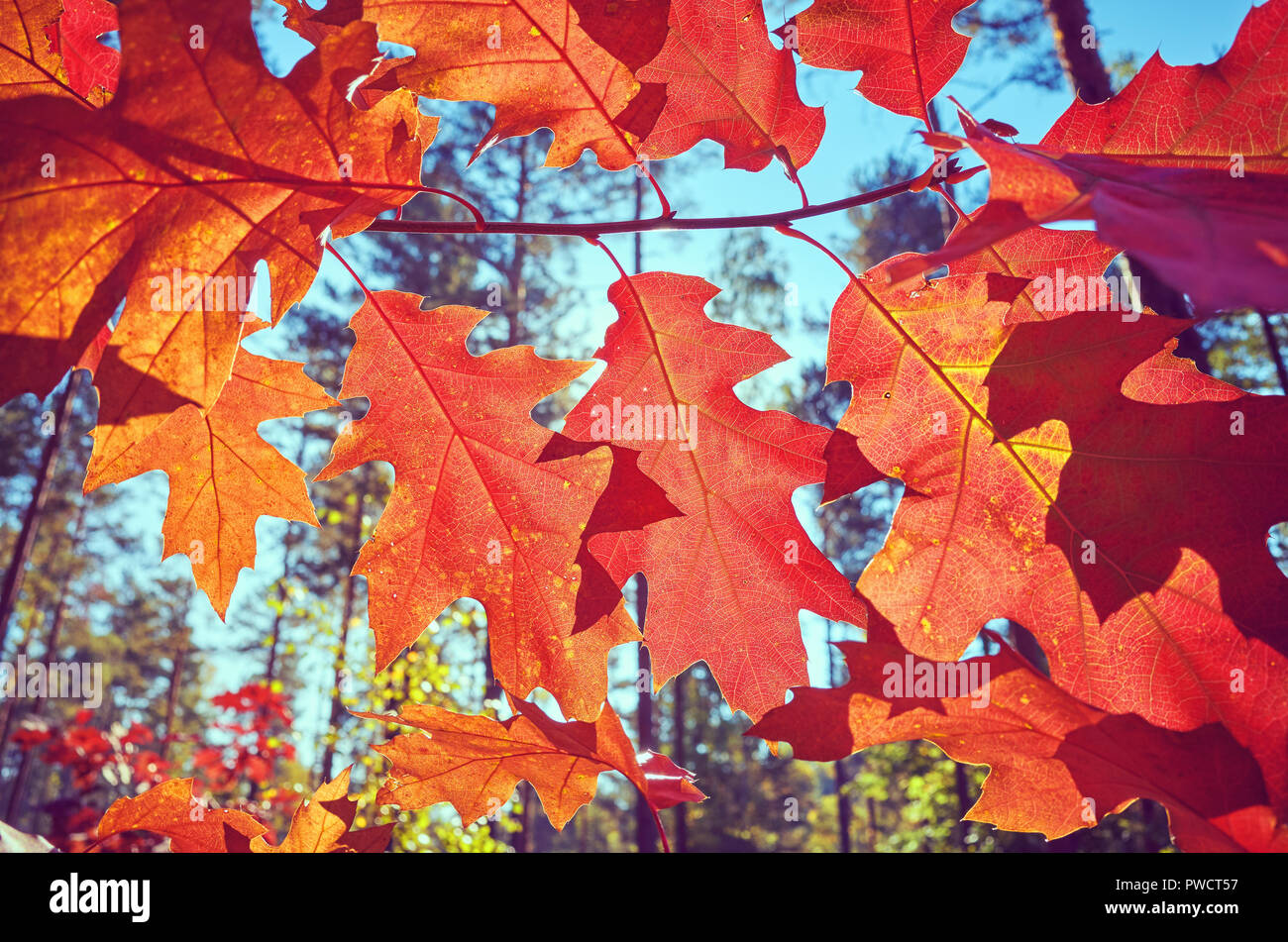 Autunno foglie rosse contro il sole, tonificazione del colore applicato, il fuoco selettivo. Foto Stock