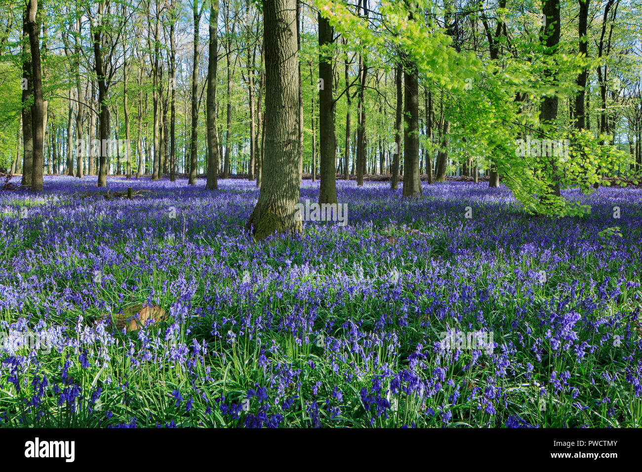 Bluebells glorioso in legno Dockey, Ashridge, Hertfordshire Foto Stock