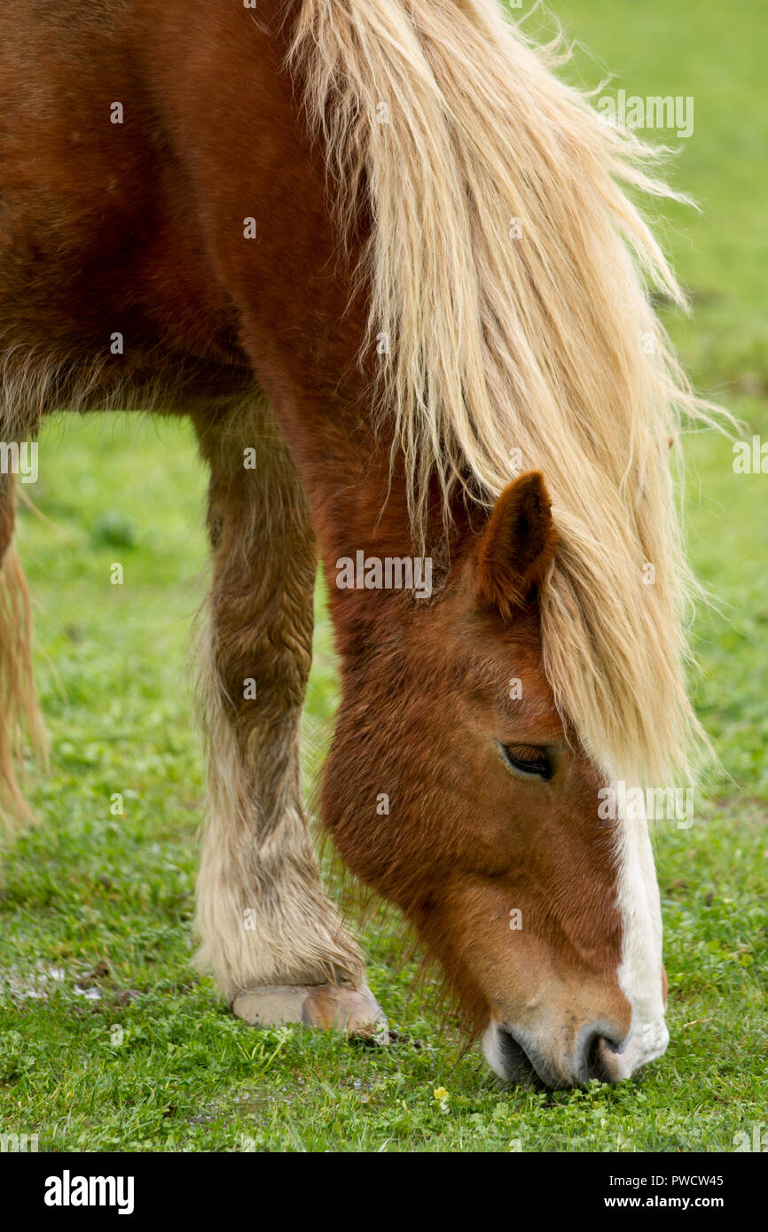 Cavallo al pascolo in un campo. Foto Stock