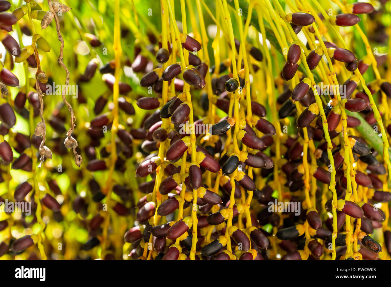 Data pigmeo palm (Phoenix roebelenii) frutta closeup - Davie, Florida, Stati Uniti d'America Foto Stock