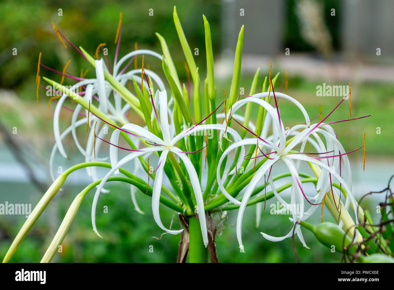 Lampadina di veleno a.k.a. Giant Crinum Lily (Crinum asiaticum) fiore closeup - lunga chiave Area Naturale, Davie, Florida, Stati Uniti d'America Foto Stock