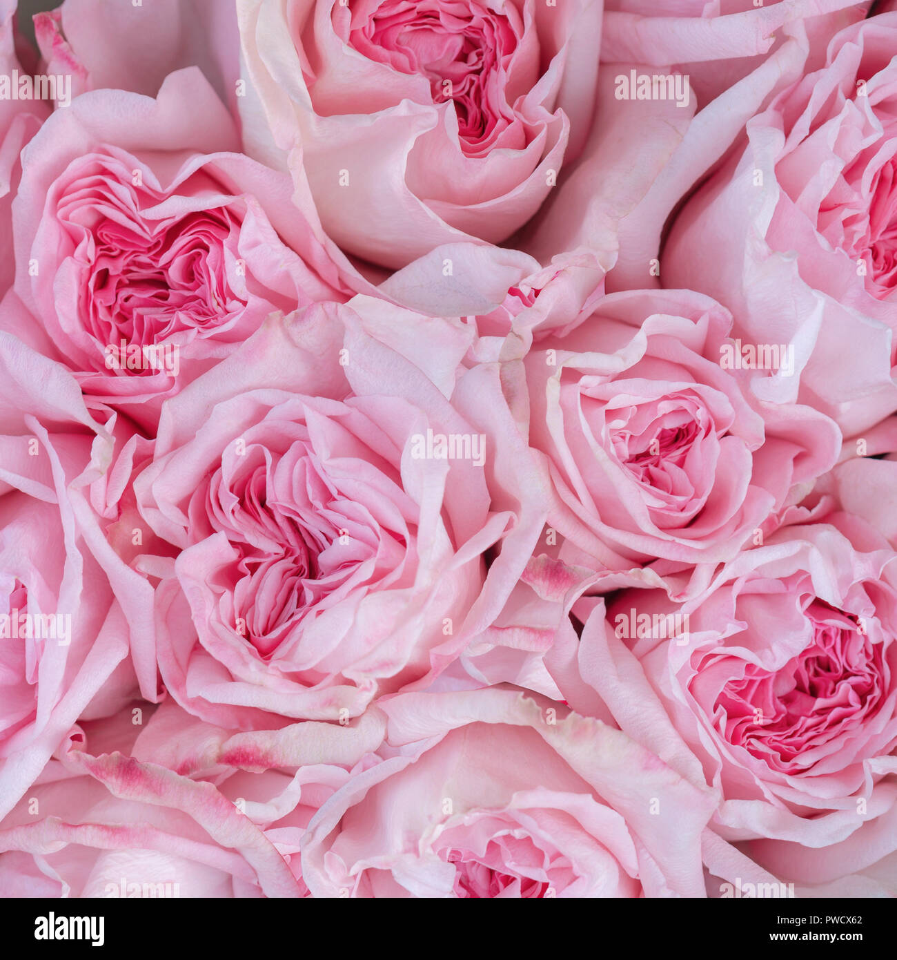 Splendida fioritura di rose di diverse tonalità di colore rosa Foto stock -  Alamy