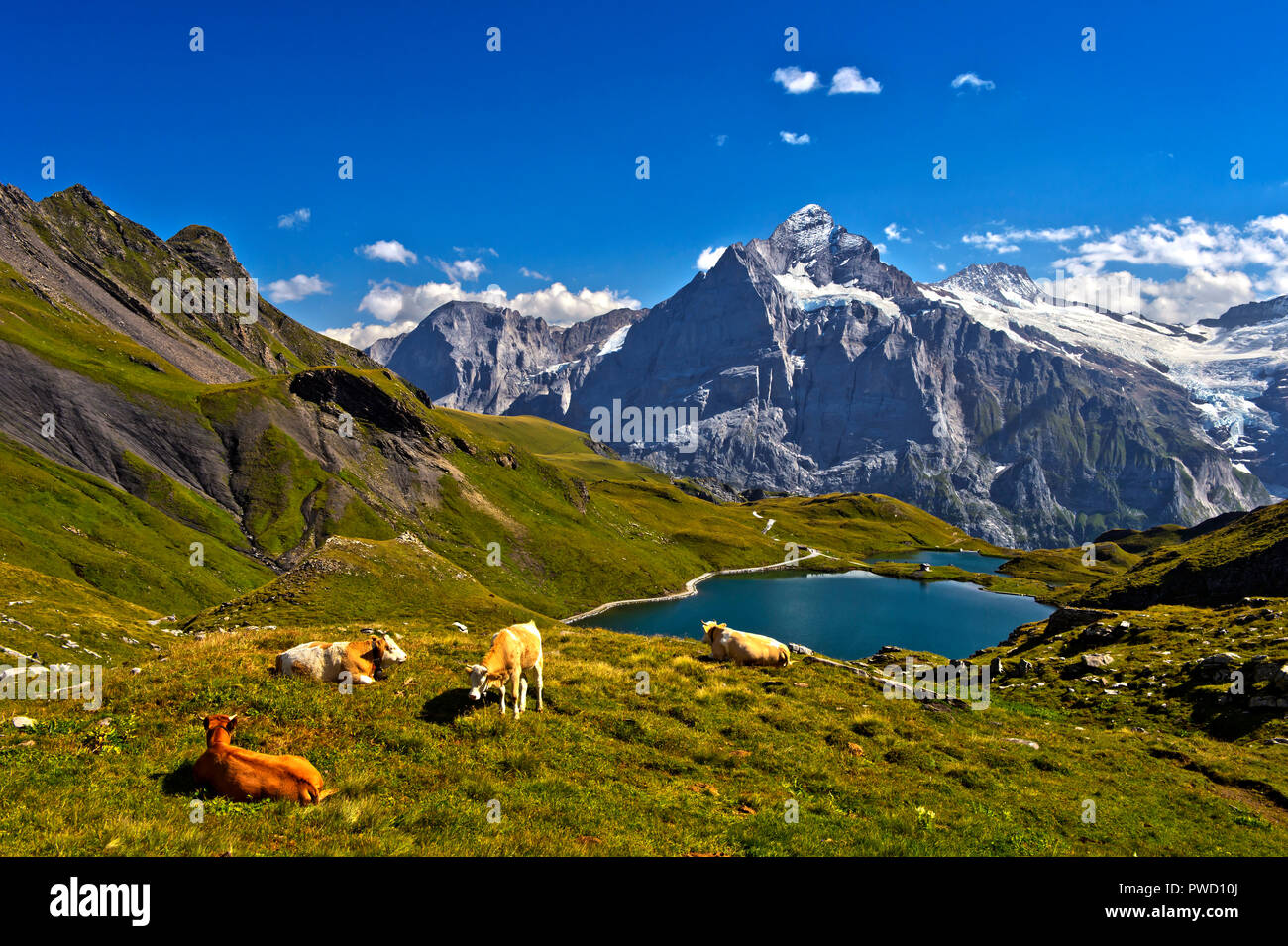 Lago di montagna Bachalpsee e il picco Wetterhorn dietro, Grindelwald, Oberland bernese, Svizzera Foto Stock