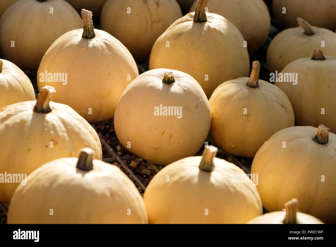 Vassoio di zucche invernali "Buffy-ball' ibrido F1. La Cucurbita maxima Foto Stock