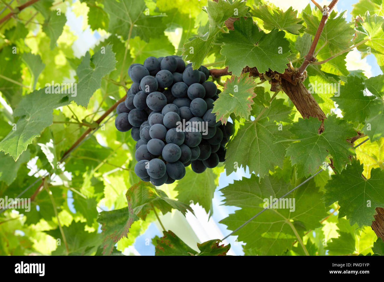Tavola nera uva (Vitis vinifera) appesi dal vitigno in una serra, Sussex, England, Regno Unito Foto Stock