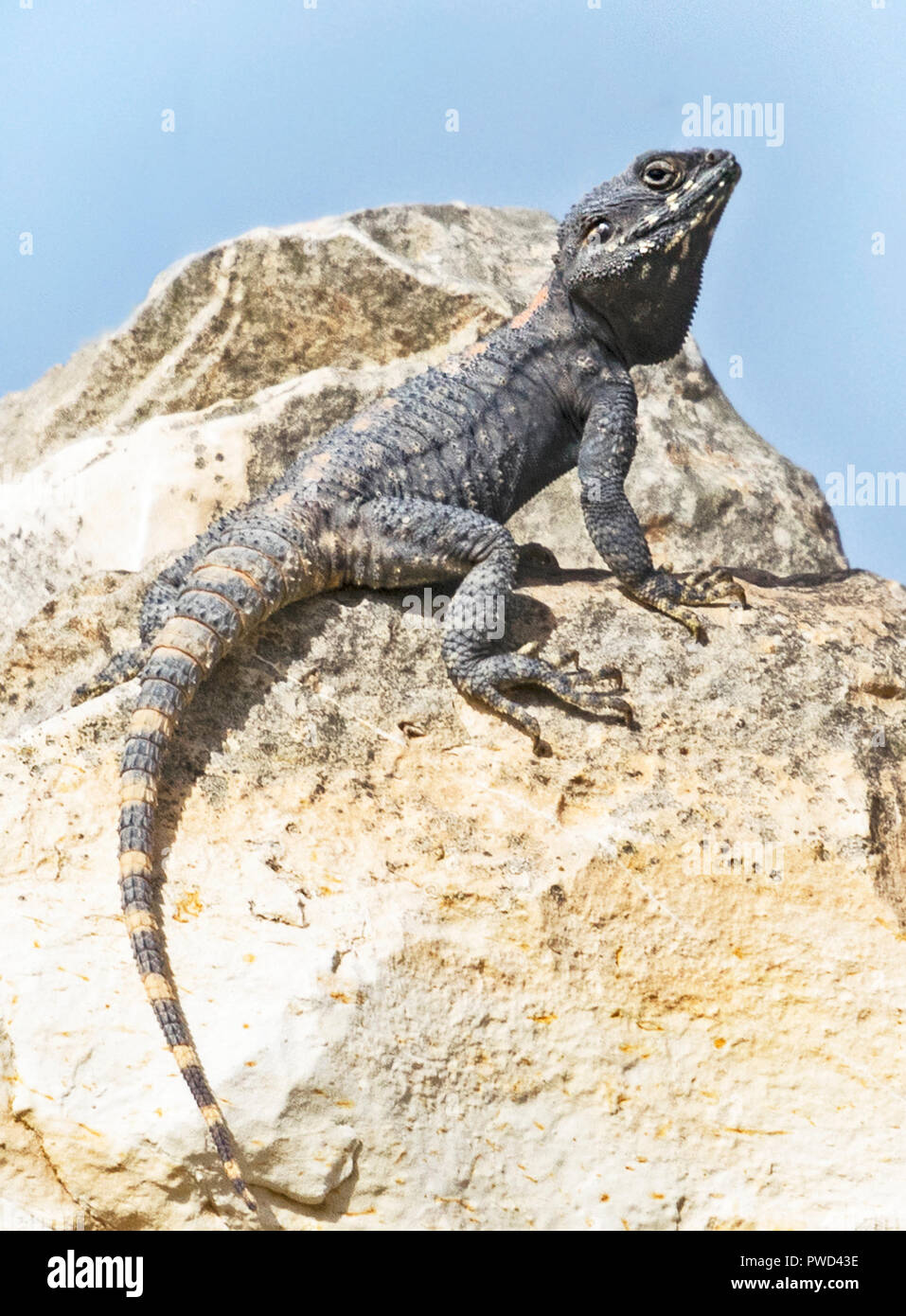 Un roughtail rock agama lizard su un masso visualizzazione di accoppiamento o comportamento territoriale Foto Stock