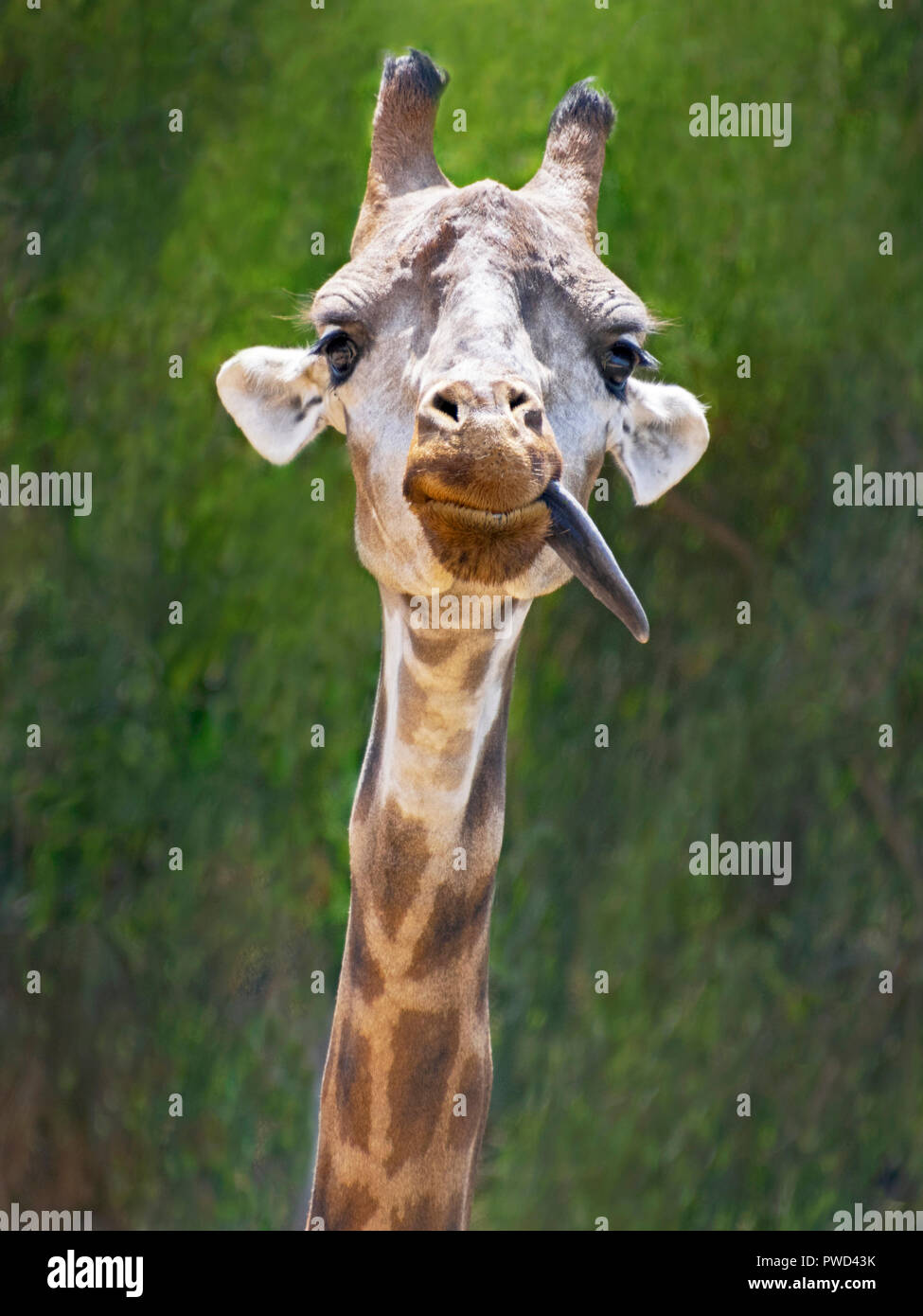 Un divertente stupido cercando i capretti giraffe inceppata la lingua fuori su una sfocata macchiettato di verde sullo sfondo del fogliame Foto Stock