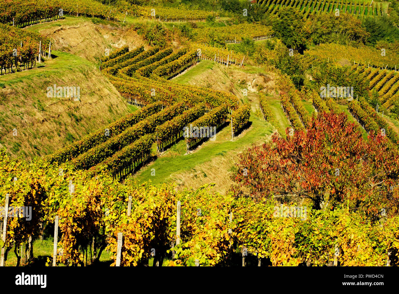 Il pittoresco campo terrazzati vigneti in autunno i colori di Endingen am Kaiserstuhl, Germania. Foto Stock