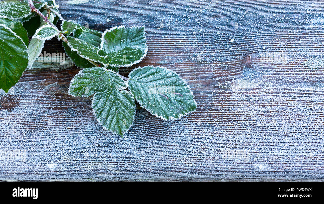 Foglie in molto presto la mattina inverno dopo un pesante frost, con spazio per aggiungere il testo o la grafica. Foto Stock
