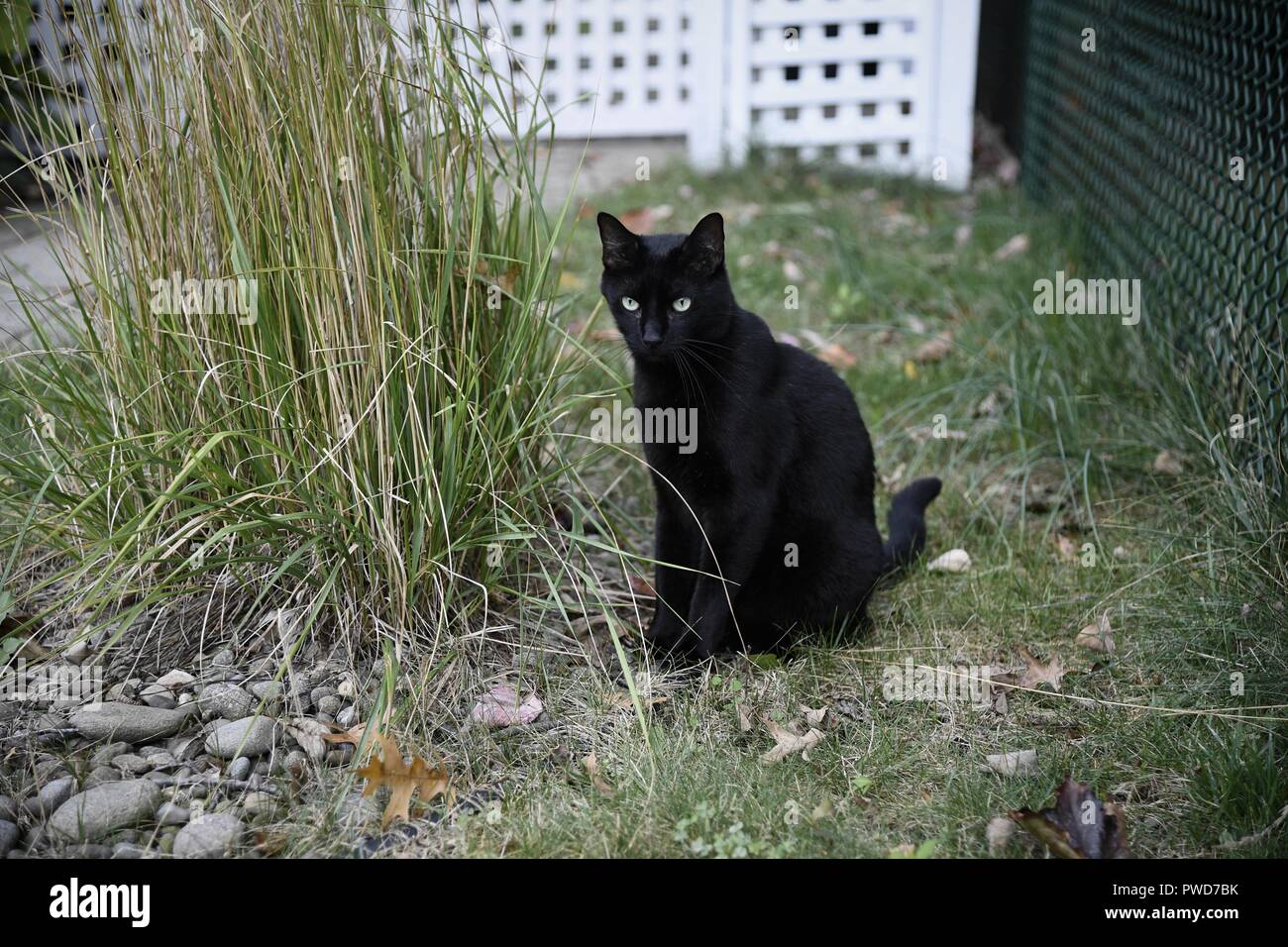 Gatto nero appeso fuori accanto a una bussola ha snacking su Foto Stock