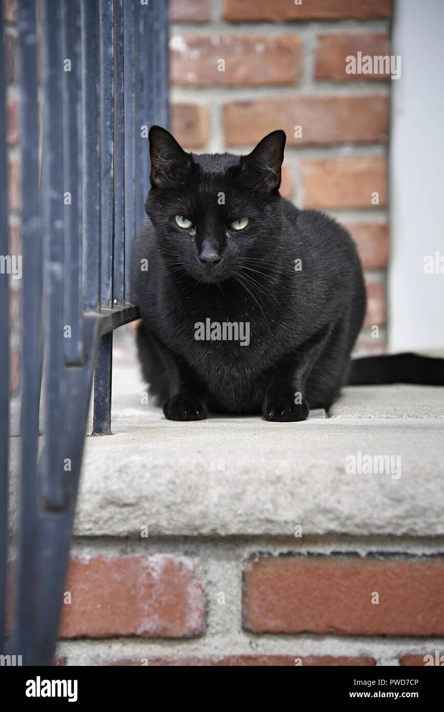 Minuscolo nero micio tubo