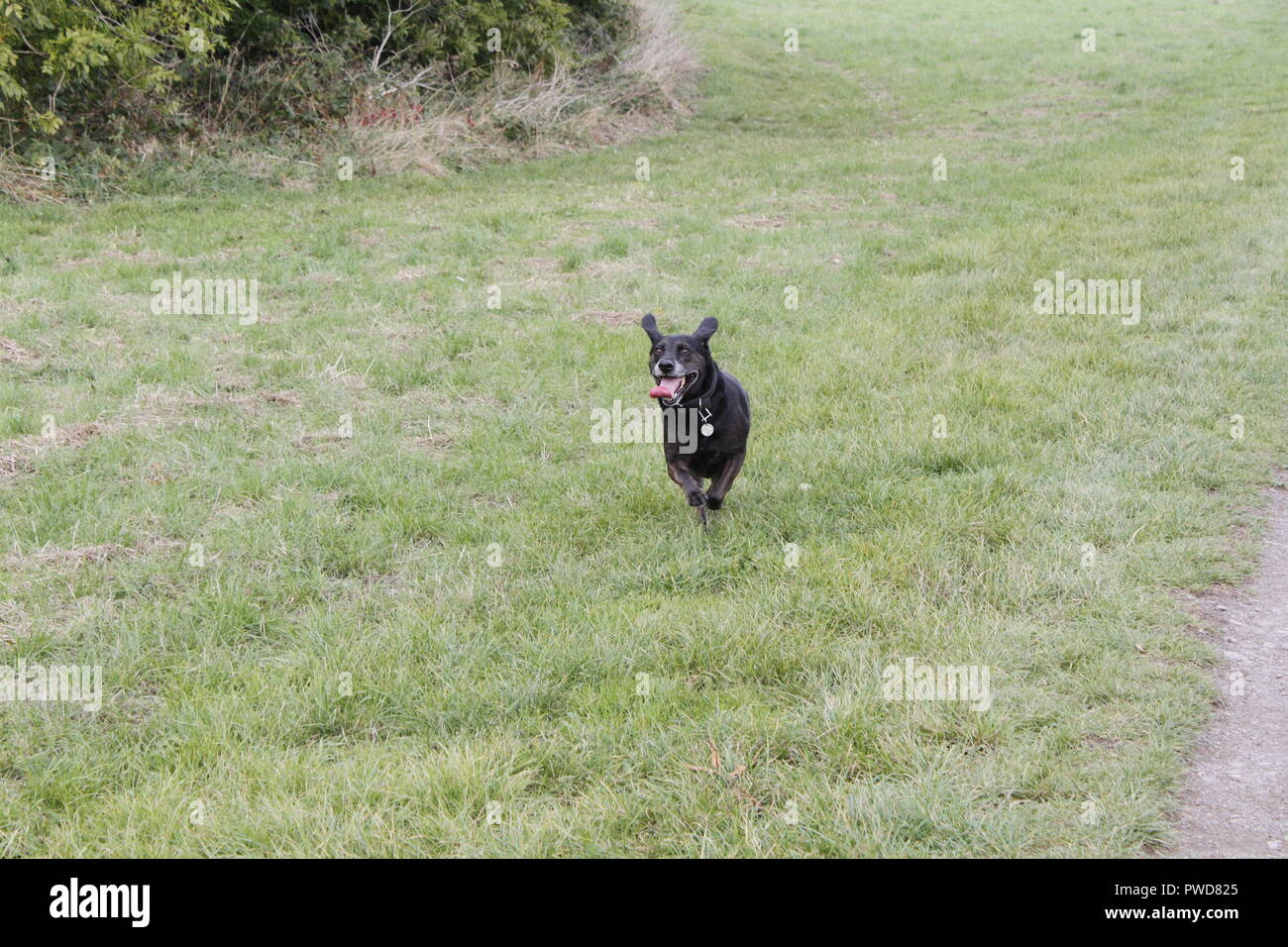 Cane che corre Foto Stock