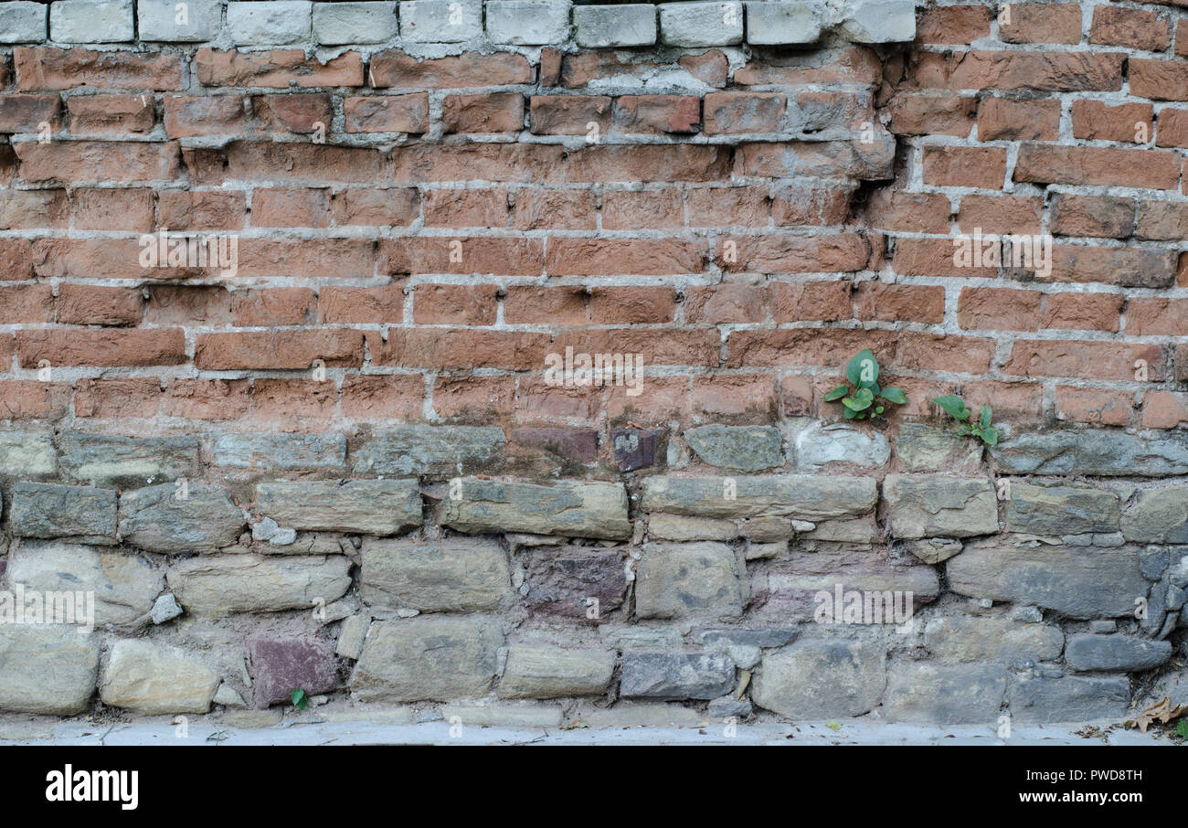 Una vecchia muratura con red leggermente mattoni rotti. Gesso sono in parte  caduti.Un piccolo verde le piante che crescono nel mezzo di muratura Foto  stock - Alamy