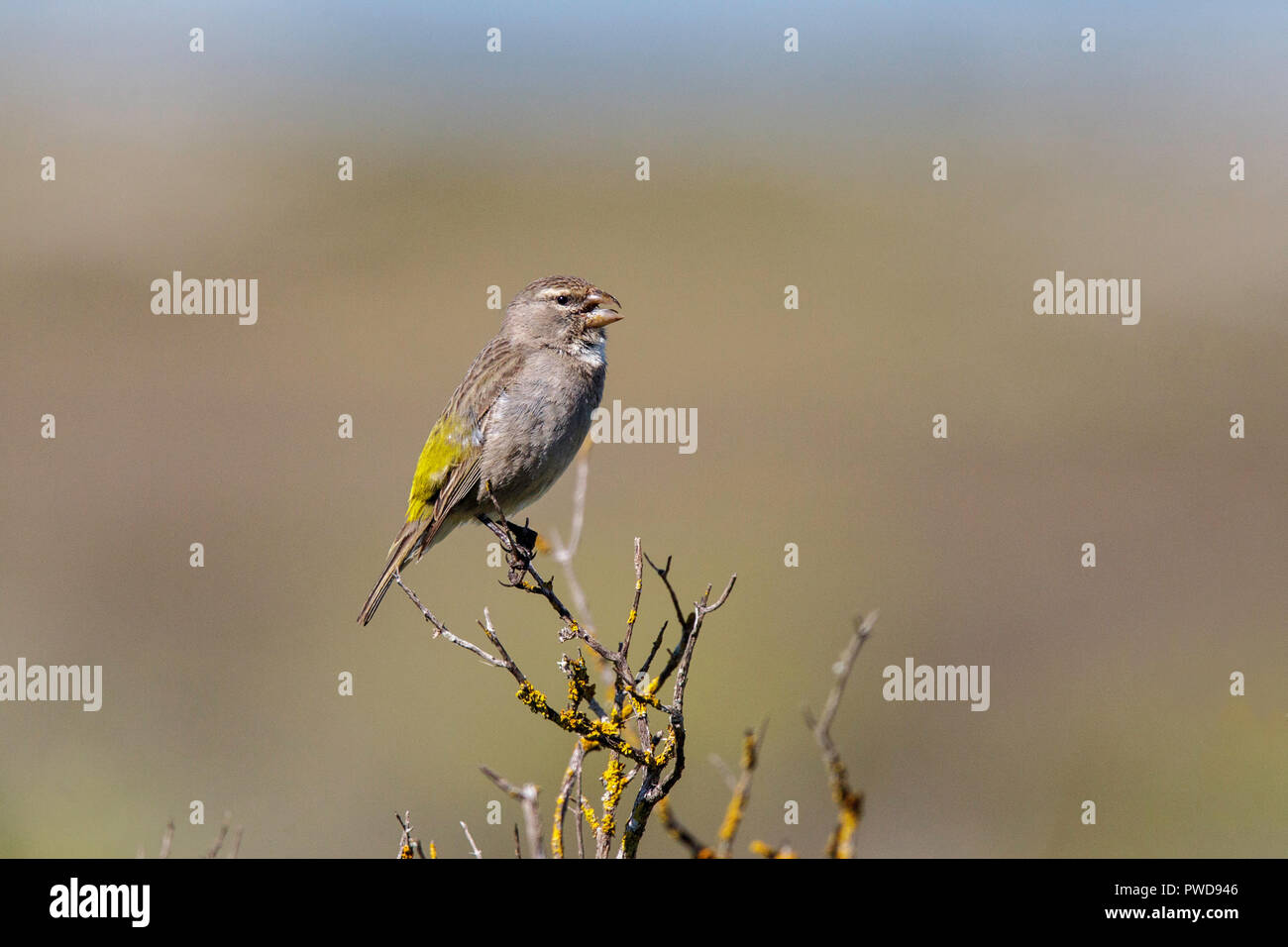 Bianco-throated Canarie albogularis Crithagra orangensis West Coast National Park, Western Cape, Sud Africa 10 settembre 2018 maschio adulto singin Foto Stock
