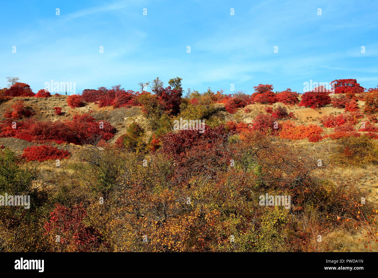 Skumpia, Cotinus in autunno. Foto Stock