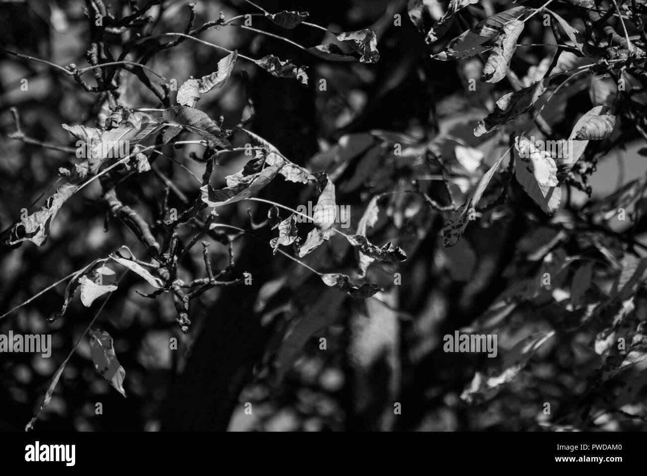 Foto di noce nel mezzo dell'autunno. Foto Stock
