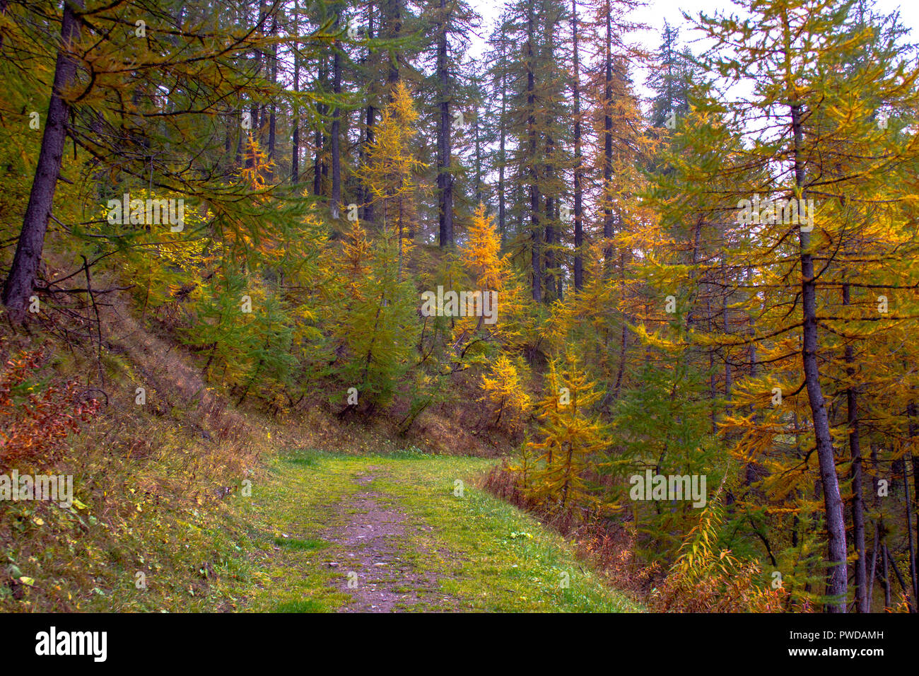 Una passeggiata nella foresta in una giornata autunnale Foto Stock