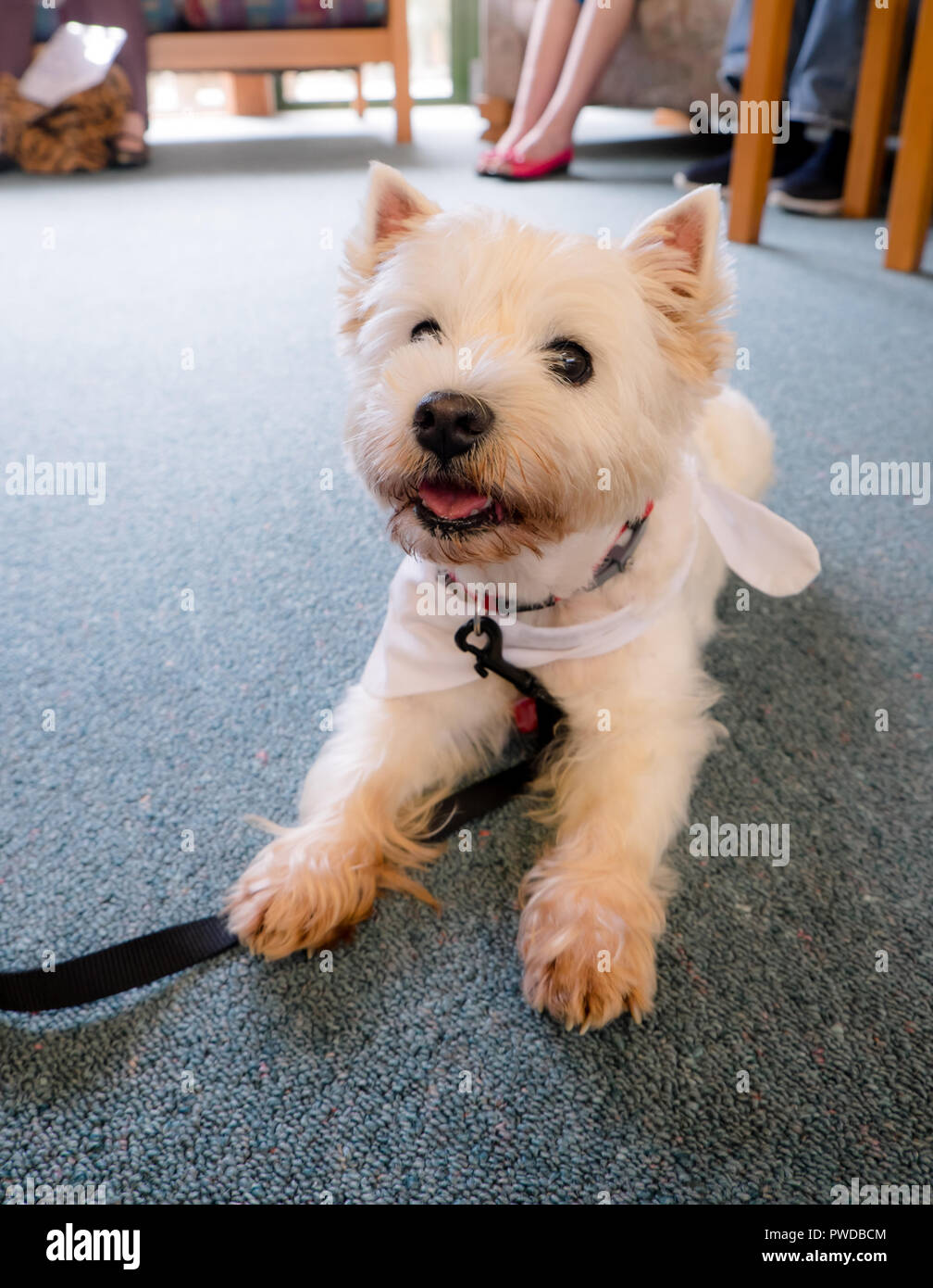 La terapia cane sul pavimento della casa di riposo sala comune è in visita in Nuova Zelanda, NZ Foto Stock