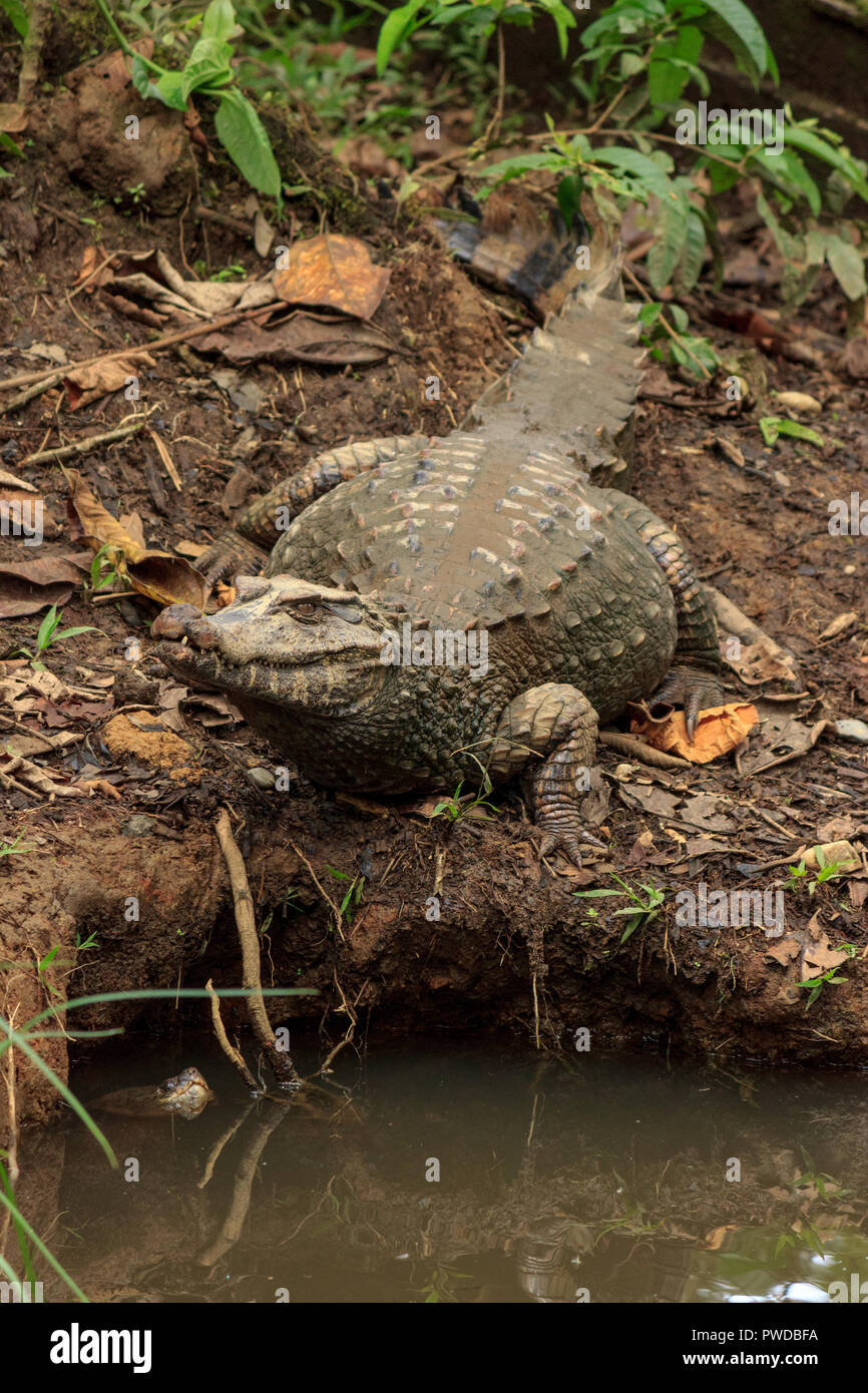 Caimano nella foresta amazzonica, Ecuador Foto Stock