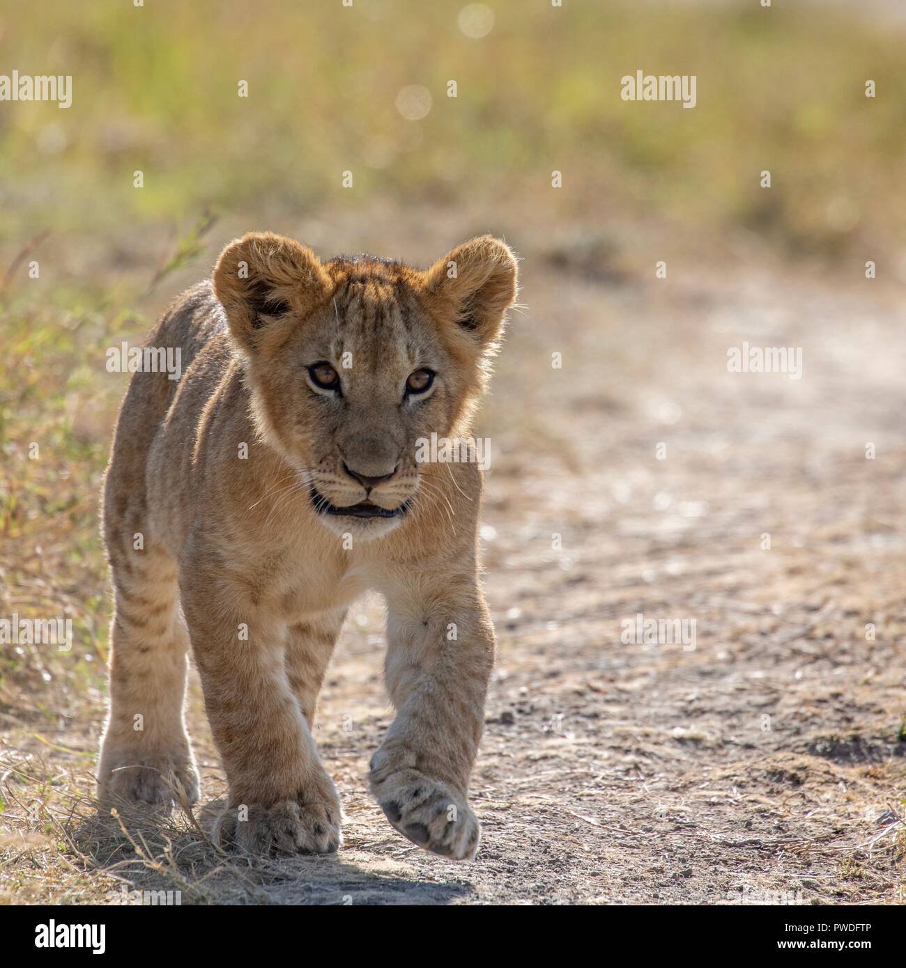 Splendida fauna africana Foto Stock