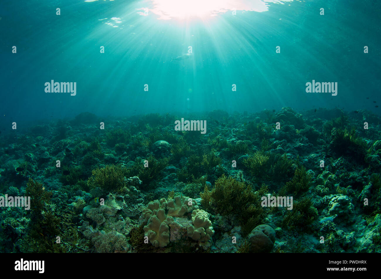 Coralli duri, ordine di Scleractinia, con il sole sullo sfondo, Run Island, Bandanaira, Maluku, Mare di banda, Indonesia Foto Stock