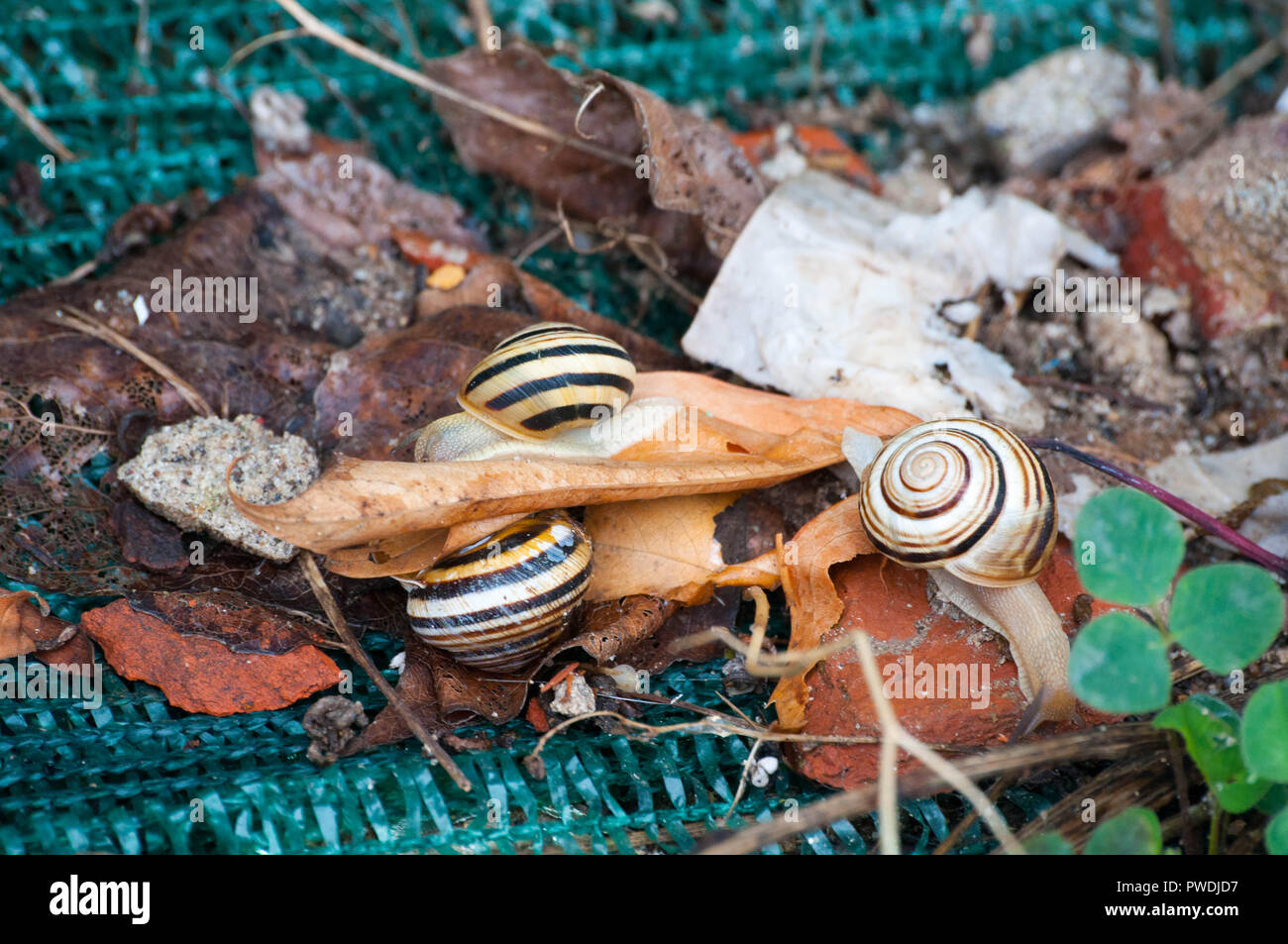 Slug lumache in Europa orientale sono collocati sulla vegetazione radicata. Foto Stock