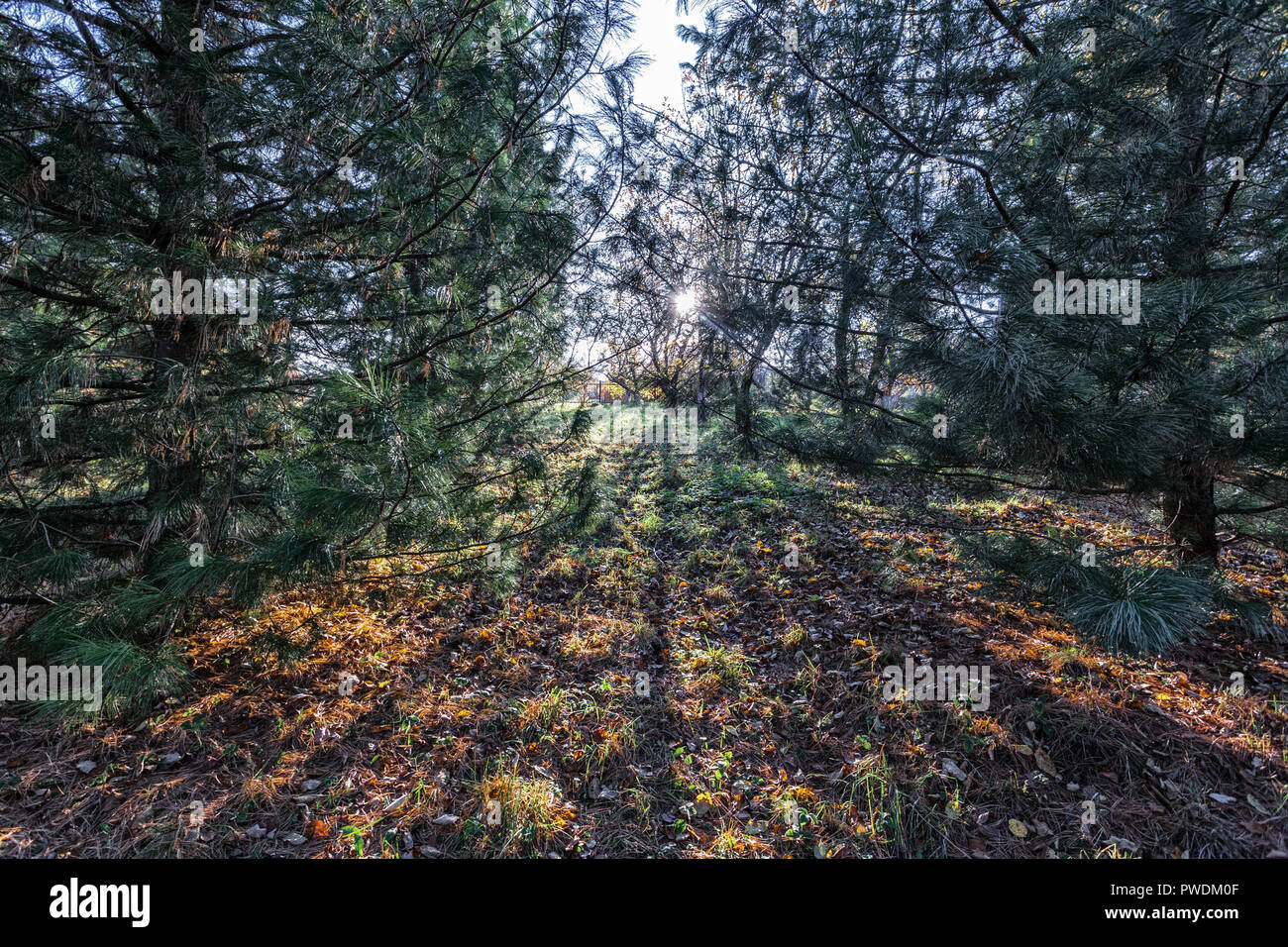 Su un prato di autunno, alberi bassi gettato ombre lunghe. Foto Stock