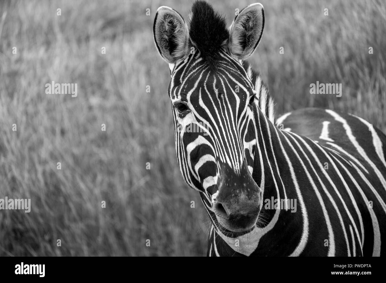 Le pianure a strisce della zebra in erba, cercando di fotocamera. Fotografato in monocromia a Port Lympne Safari Park, Ashford Kent REGNO UNITO. Foto Stock
